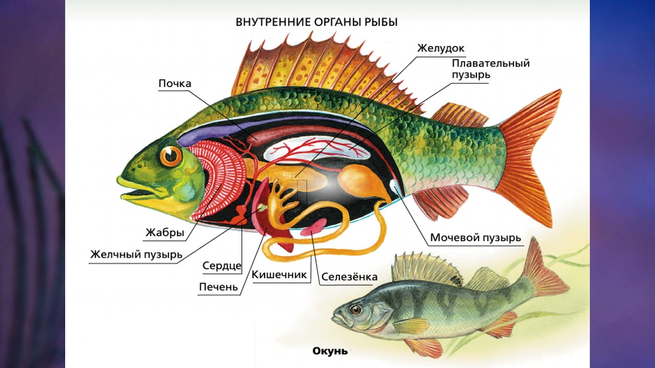 Биология про рыб 7 класс. Органы и системы органов рыбы. Внутреннее строение рыбы рисунок биология. Внутреннее строение речного окуня. Надкласс рыбы внутреннее строение окуня.